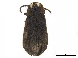  ( - BIOUG21156-B10)  @11 [ ] CreativeCommons - Attribution (2019) CBG Photography Group Centre for Biodiversity Genomics