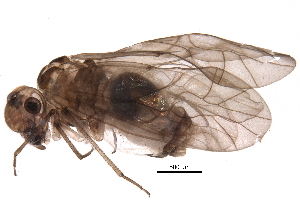  ( - BIOUG25742-A09)  @14 [ ] CreativeCommons - Attribution (2016) CBG Photography Group Centre for Biodiversity Genomics