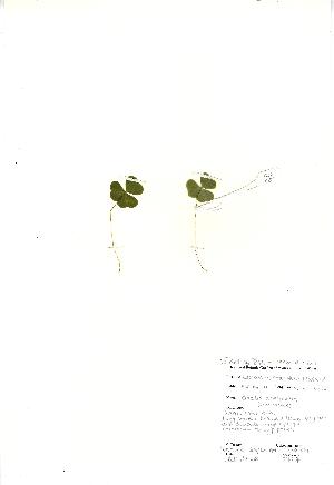  (Oxalis acetosella - NBGW2051)  @11 [ ] Unspecified (default): All Rights Reserved  Unspecified Unspecified