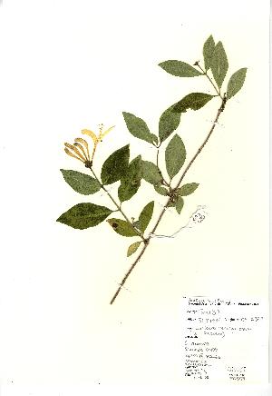  (Lonicera periclymenum - NBGW3030)  @11 [ ] Unspecified (default): All Rights Reserved  Unspecified Unspecified