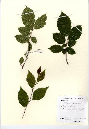  (Carpinus betulus - NBGW5025)  @11 [ ] Unspecified (default): All Rights Reserved  Unspecified Unspecified
