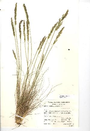  (Agrostis curtisii - NMW012)  @11 [ ] Unspecified (default): All Rights Reserved  Unspecified Unspecified