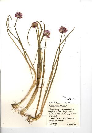  (Allium schoenoprasum - NMW026)  @11 [ ] Unspecified (default): All Rights Reserved  Unspecified Unspecified