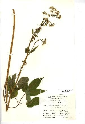  (Angelica sylvestris - NMW042)  @11 [ ] Unspecified (default): All Rights Reserved  Unspecified Unspecified