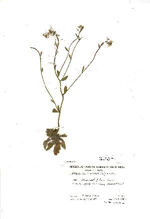  (Arabidopsis thaliana - NMW060)  @11 [ ] Unspecified (default): All Rights Reserved  Unspecified Unspecified