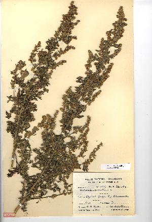  (Artemisia absinthium - NMW063)  @13 [ ] CreativeCommons - Attribution (2012) National Museum Wales National Museum Wales