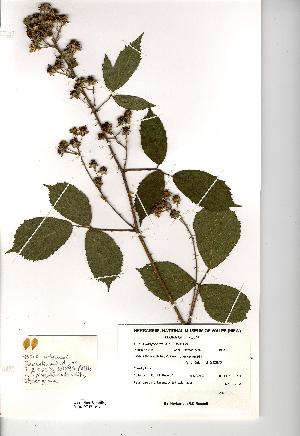 (Rubus fruticosus agg - NMW1007)  @11 [ ] Unspecified (default): All Rights Reserved  Unspecified Unspecified