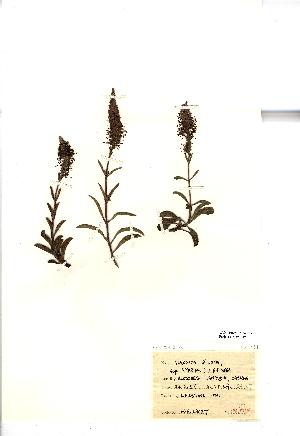  (Veronica spicata - NMW1012)  @11 [ ] Unspecified (default): All Rights Reserved  Unspecified Unspecified