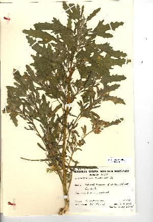  (Chenopodium ficifolium - NMW207)  @11 [ ] Unspecified (default): All Rights Reserved  Unspecified Unspecified