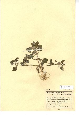  (Chenopodium vulvaria - NMW213)  @11 [ ] Unspecified (default): All Rights Reserved  Unspecified Unspecified