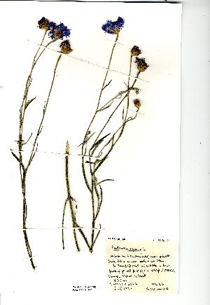  (Centaurea cyanus - NMW2132)  @13 [ ] CreativeCommons - Attribution (2012) National Museum Wales National Museum Wales