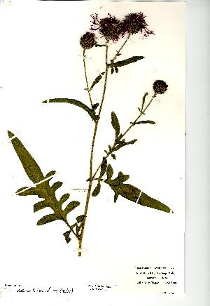  (Centaurea scabiosa - NMW2137)  @13 [ ] CreativeCommons - Attribution (2012) National Museum Wales National Museum Wales