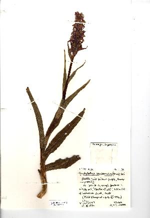 (Dactylorhiza praetermissa - NMW254)  @11 [ ] Unspecified (default): All Rights Reserved  Unspecified Unspecified