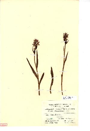  (Dactylorhiza traunsteineri - NMW256)  @11 [ ] Unspecified (default): All Rights Reserved  Unspecified Unspecified