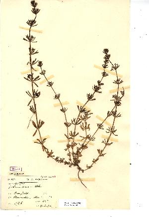  (Galium tricornutum - NMW2568)  @11 [ ] CreativeCommons - Attribution (2012) National Museum Wales National Museum Wales