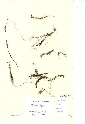  (Utricularia stygia - NMW2588)  @11 [ ] CreativeCommons - Attribution (2012) National Museum Wales National Museum Wales