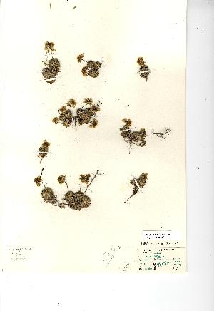  (Draba aizoides - NMW269)  @11 [ ] CreativeCommons - Attribution (2012) National Museum Wales National Museum Wales