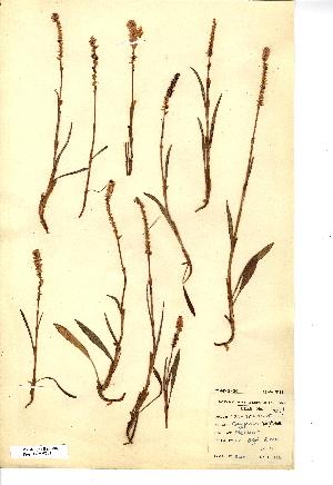  (Persicaria vivipara - NMW2941)  @11 [ ] CreativeCommons - Attribution (2012) National Museum Wales National Museum Wales