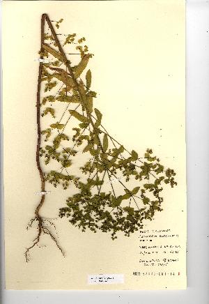  (Euphorbia serrulata - NMW325)  @11 [ ] Unspecified (default): All Rights Reserved  Unspecified Unspecified