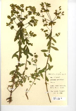  (Euphorbia platyphyllos - NMW330)  @11 [ ] Unspecified (default): All Rights Reserved  Unspecified Unspecified