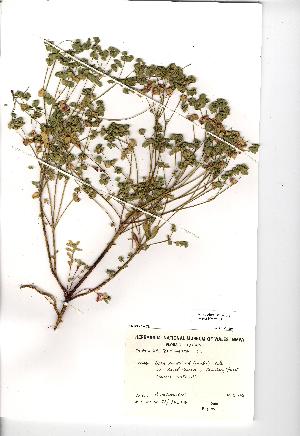  (Euphorbia portlandica - NMW331)  @11 [ ] Unspecified (default): All Rights Reserved  Unspecified Unspecified