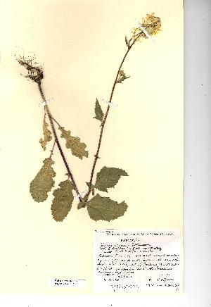  (Sinapis arvensis - NMW3557)  @11 [ ] CreativeCommons - Attribution (2012) National Museum Wales National Museum Wales