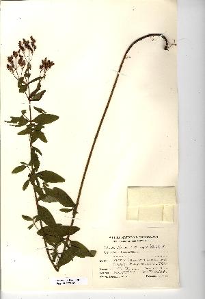  (Hypericum hirsutum - NMW3684)  @11 [ ] CreativeCommons - Attribution (2012) National Museum Wales National Museum Wales