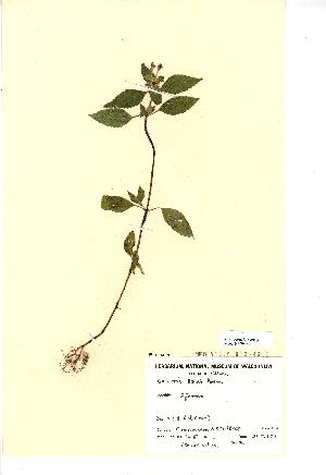  (Galeopsis bifida - NMW369)  @11 [ ] Unspecified (default): All Rights Reserved  Unspecified Unspecified
