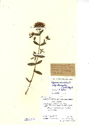  ( - NMW3691)  @11 [ ] CreativeCommons - Attribution (2012) National Museum Wales National Museum Wales