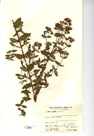  ( - NMW3692)  @11 [ ] CreativeCommons - Attribution (2012) National Museum Wales National Museum Wales