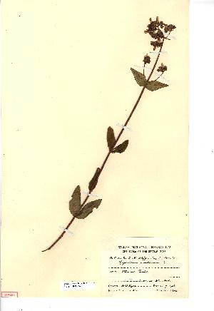  (Hypericum montanum - NMW3695)  @11 [ ] CreativeCommons - Attribution (2012) National Museum Wales National Museum Wales