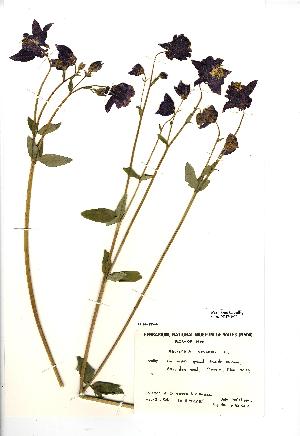  (Aquilegia vulgaris - NMW3972)  @11 [ ] CreativeCommons - Attribution (2012) National Museum Wales National Museum Wales