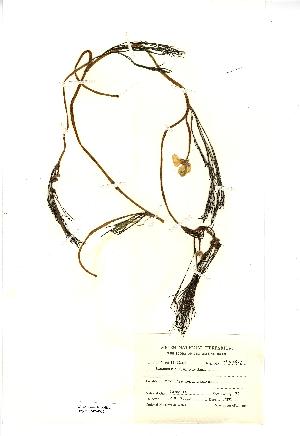  (Ranunculus fluitans - NMW4006)  @11 [ ] CreativeCommons - Attribution (2012) National Museum Wales National Museum Wales