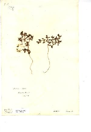  (Euphorbia peplis - NMW4152)  @11 [ ] CreativeCommons - Attribution (2012) National Museum Wales National Museum Wales
