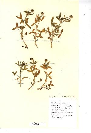  (Trifolium strictum - NMW4249)  @11 [ ] CreativeCommons - Attribution (2012) National Museum Wales National Museum Wales