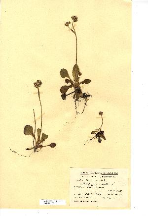  ( - NMW4582)  @11 [ ] CreativeCommons - Attribution (2012) National Museum Wales National Museum Wales