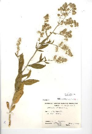  (Lepidium latifolium - NMW491)  @11 [ ] Unspecified (default): All Rights Reserved  Unspecified Unspecified