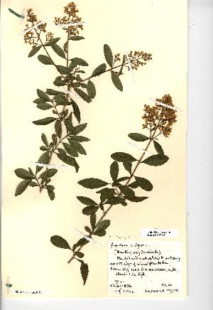  (Ligustrum vulgare - NMW493)  @11 [ ] CreativeCommons - Attribution (2012) National Museum Wales National Museum Wales