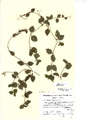 (Lysimachia nemorum - NMW521)  @11 [ ] CreativeCommons - Attribution (2012) National Museum Wales National Museum Wales