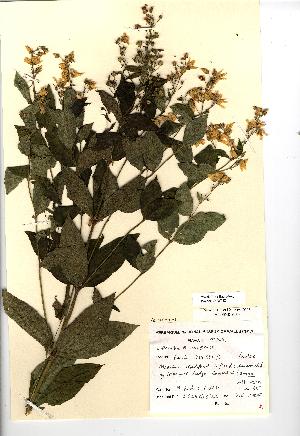  (Lysimachia vulgaris - NMW522)  @11 [ ] CreativeCommons - Attribution (2012) National Museum Wales National Museum Wales