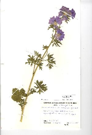  (Malva moschata - NMW526)  @11 [ ] Unspecified (default): All Rights Reserved  Unspecified Unspecified