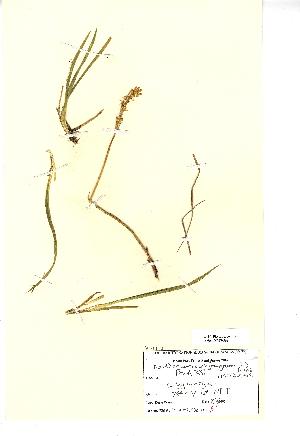  (Narthecium - NMW569)  @11 [ ] Unspecified (default): All Rights Reserved  Unspecified Unspecified