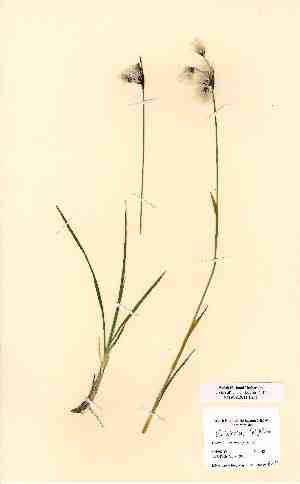  (Eriophorum latifolium - NMW6351)  @11 [ ] CreativeCommons - Attribution (2012) National Museum Wales National Museum Wales