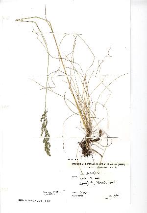  (Poa angustifolia - NMW637)  @11 [ ] CreativeCommons - Attribution (2012) National Museum Wales National Museum Wales