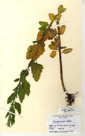  (Chenopodium album agg - NMW6383)  @11 [ ] CreativeCommons - Attribution (2012) National Museum Wales National Museum Wales