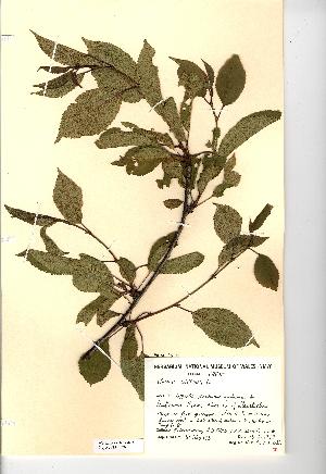  (Prunus cerasus - NMW676)  @11 [ ] Unspecified (default): All Rights Reserved  Unspecified Unspecified