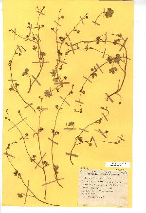  (Ranunculus parviflorus - NMW695)  @11 [ ] Unspecified (default): All Rights Reserved  Unspecified Unspecified