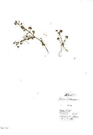  (Ranunculus hederaceus - NMW697)  @11 [ ] Unspecified (default): All Rights Reserved  Unspecified Unspecified