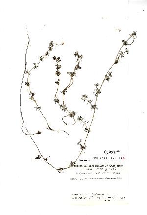  (Ranunculus circinatus - NMW701)  @11 [ ] Unspecified (default): All Rights Reserved  Unspecified Unspecified