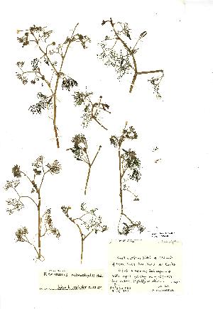  (Ranunculus trichophyllus - NMW702)  @11 [ ] Unspecified (default): All Rights Reserved  Unspecified Unspecified